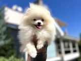 Teddyface Pomeranian