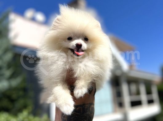 Teddyface Pomeranian görsel