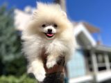 Teddyface Pomeranian
