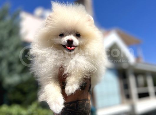 Teddyface Pomeranian
