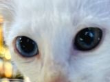 Uygun kedi
