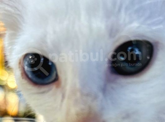 Uygun Kedi