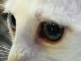 Uygun Kedi