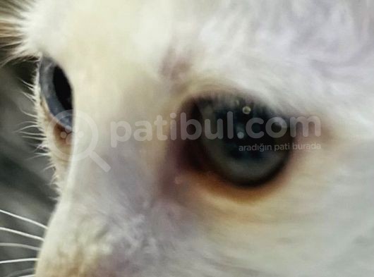 Uygun Kedi görsel