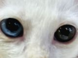 Uygun Kedi