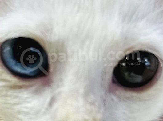 Uygun Kedi görsel