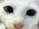 Uygun Kedi