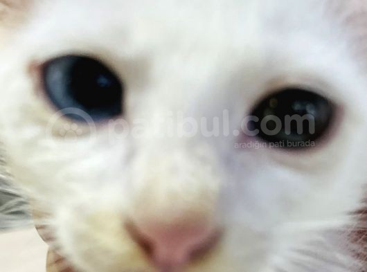 Uygun Kedi görsel