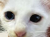 Uygun Kedi