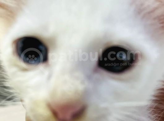 Uygun Kedi görsel