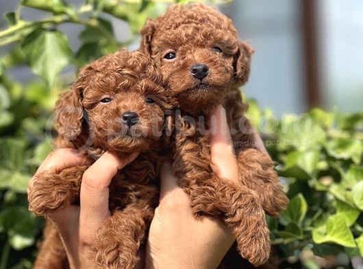 Anne Altından Irk  Sağlık Ve Kg Garantili Orjinal Toy Poodle görsel