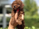 Anne Altından Irk  Sağlık Ve Kg Garantili Orjinal Toy Poodle