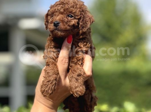 Anne Altından Irk  Sağlık Ve Kg Garantili Orjinal Toy Poodle görsel