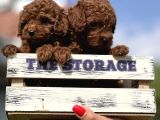 Babyface Toy Poodle Yavrulsrımız