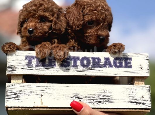 Babyface Toy Poodle Yavrulsrımız görsel