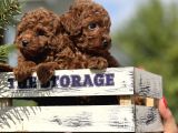 Babyface Toy Poodle Yavrulsrımız
