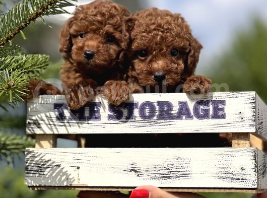 Babyface Toy Poodle Yavrulsrımız