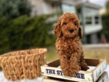 Nuggaa Orjinal Toy Poodle