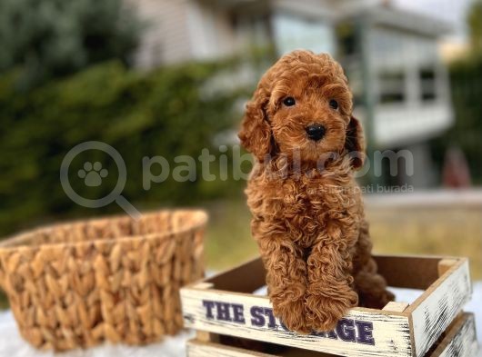 Nuggaa Orjinal Toy Poodle görsel