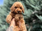 Nuggaa Orjinal Toy Poodle
