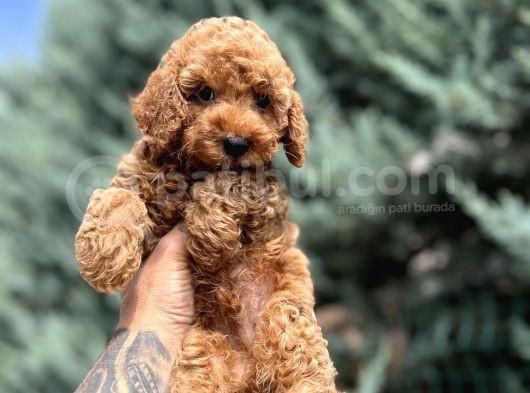 Nuggaa Orjinal Toy Poodle görsel