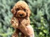Nuggaa Orjinal Toy Poodle