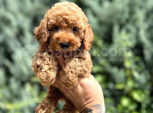 Nuggaa Orjinal Toy Poodle görsel