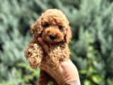 Nuggaa Orjinal Toy Poodle