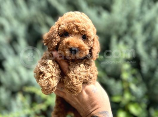 Nuggaa Orjinal Toy Poodle görsel