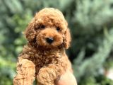 nuggaa orjinal Toy Poodle