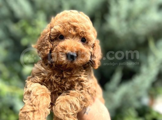 Nuggaa Orjinal Toy Poodle