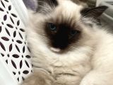 Maviş Ragdoll