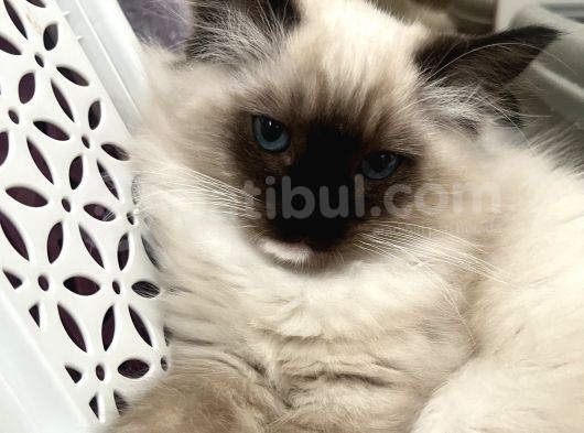 Maviş Ragdoll