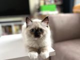 Maviş Ragdoll