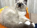 Maviş Ragdoll