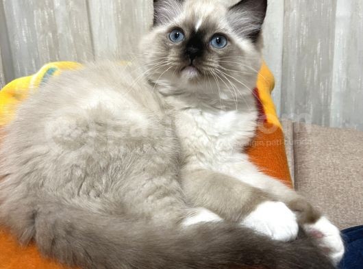 Maviş Ragdoll görsel