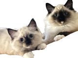 Maviş Ragdoll