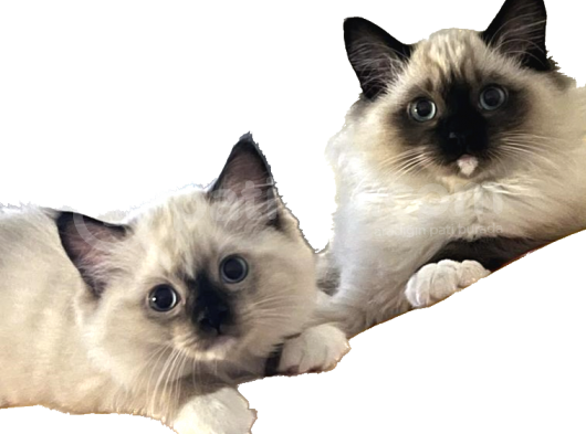 Maviş Ragdoll görsel