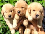 Golden Puppi̇es