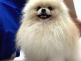 Yetişkin Erkek Pomeranian Beyaz 