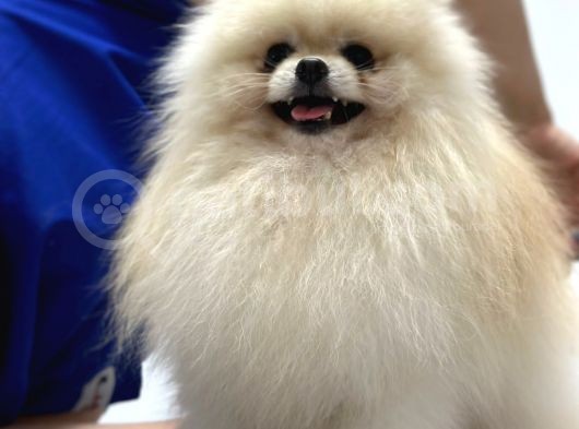 Yetişkin Erkek Pomeranian Beyaz 