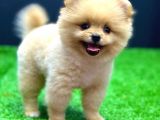 2 Aylık Pomeranian Bebekler