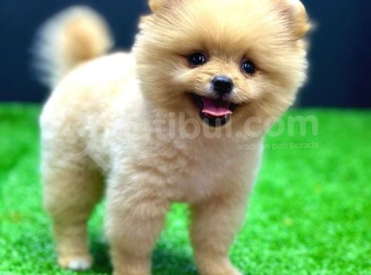 2 Aylık Pomeranian Bebekler görsel