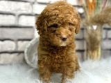Orjinal Disi Toy Poodle Bebeksi Yavrumuz