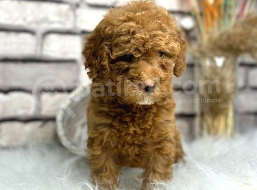Orjinal Disi Toy Poodle Bebeksi Yavrumuz görsel