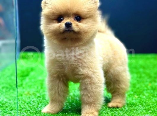 2 Aylık Pomeranian Bebekler görsel
