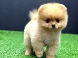 2 Aylık Pomeranian Bebekler