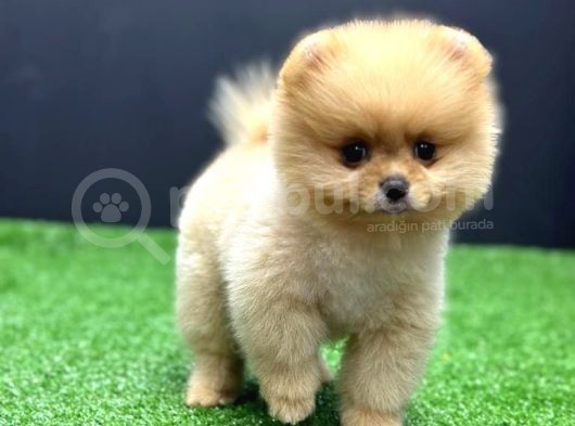 2 Aylık Pomeranian Bebekler görsel