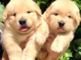 GOLDEN PUPPİES