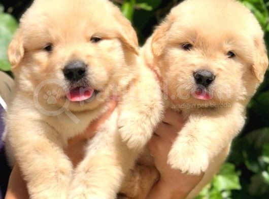 Golden Puppi̇es
